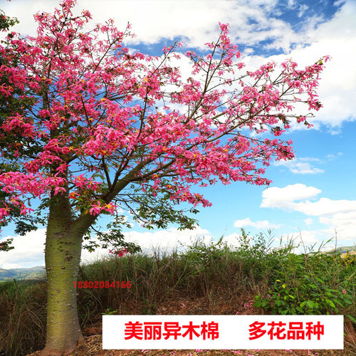 异木棉树大腹木棉树苗英雄红花木棉满树开花庭院绿化景观树耐寒 - 图1
