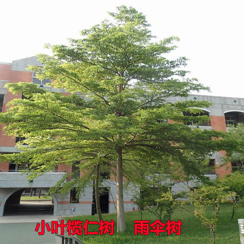 小叶榄仁树苗细叶榄仁绿化风景树雨伞树锦叶榄仁苗四季常绿植物,淘宝优惠券,粉丝福利购,淘宝优惠卷