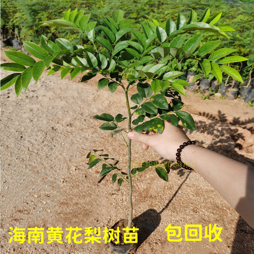 海南黄花梨树苗名贵苗木黄花梨木苗庭院常绿降香黄檀正宗珍贵植物 - 图0