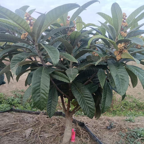 正宗东山白玉枇杷苗矮化枇杷苗嫁接苗水果盆栽绿植 - 图0