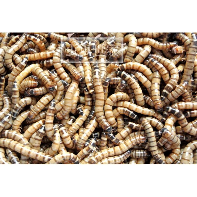 大麦虫活体超级面包虫活虫宠物蜥蜴乌龟鸟鱼活体饲料活虫500g包邮,淘宝优惠券,粉丝福利购,淘宝优惠卷