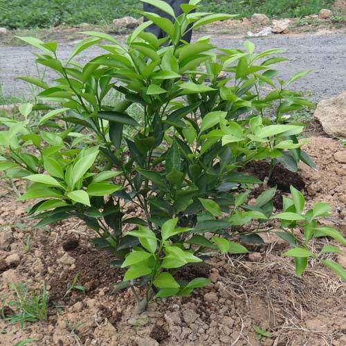 爱莎柑橘苗新品种华美一号橘子树苗特早熟爱媛砂糖桔子树苗果树苗