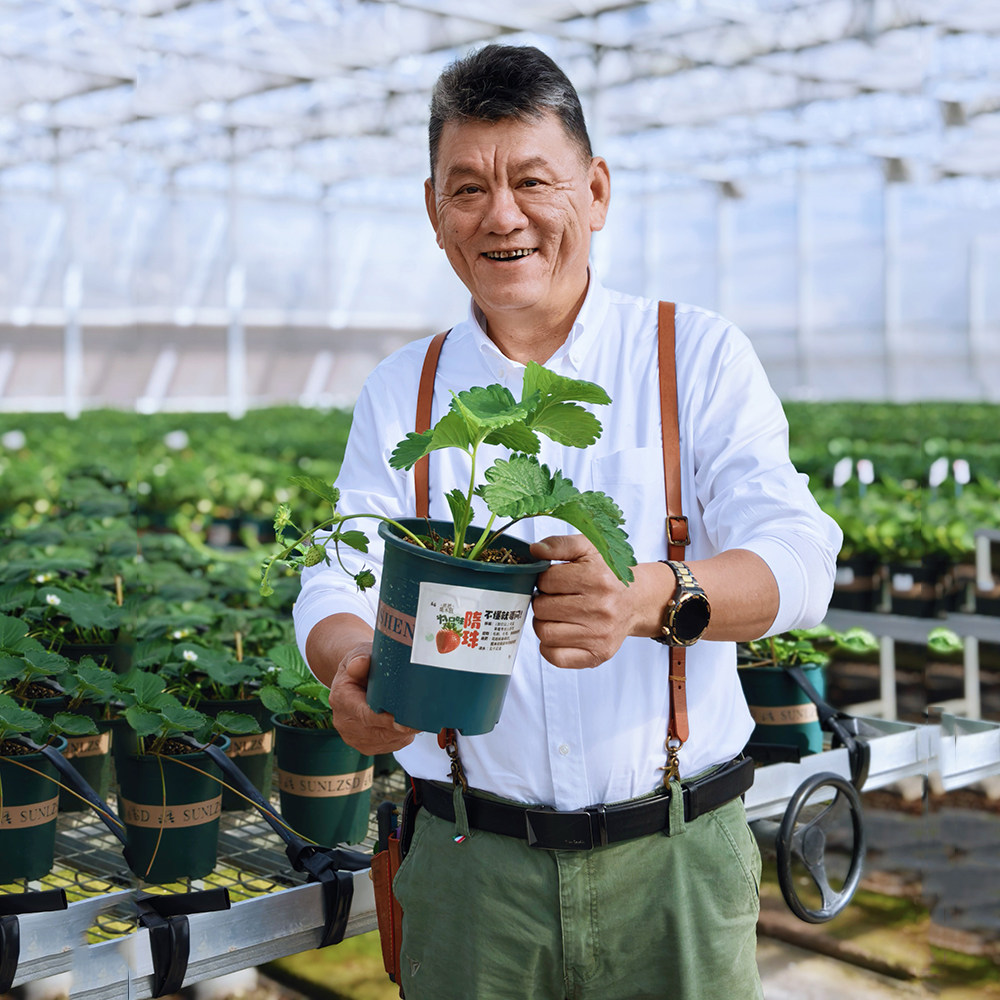 爸爸是木匠草莓苗带果盆栽原土原盆草莓秧苗挂果带花结果冬季阳台,淘宝优惠券,粉丝福利购,淘宝优惠卷