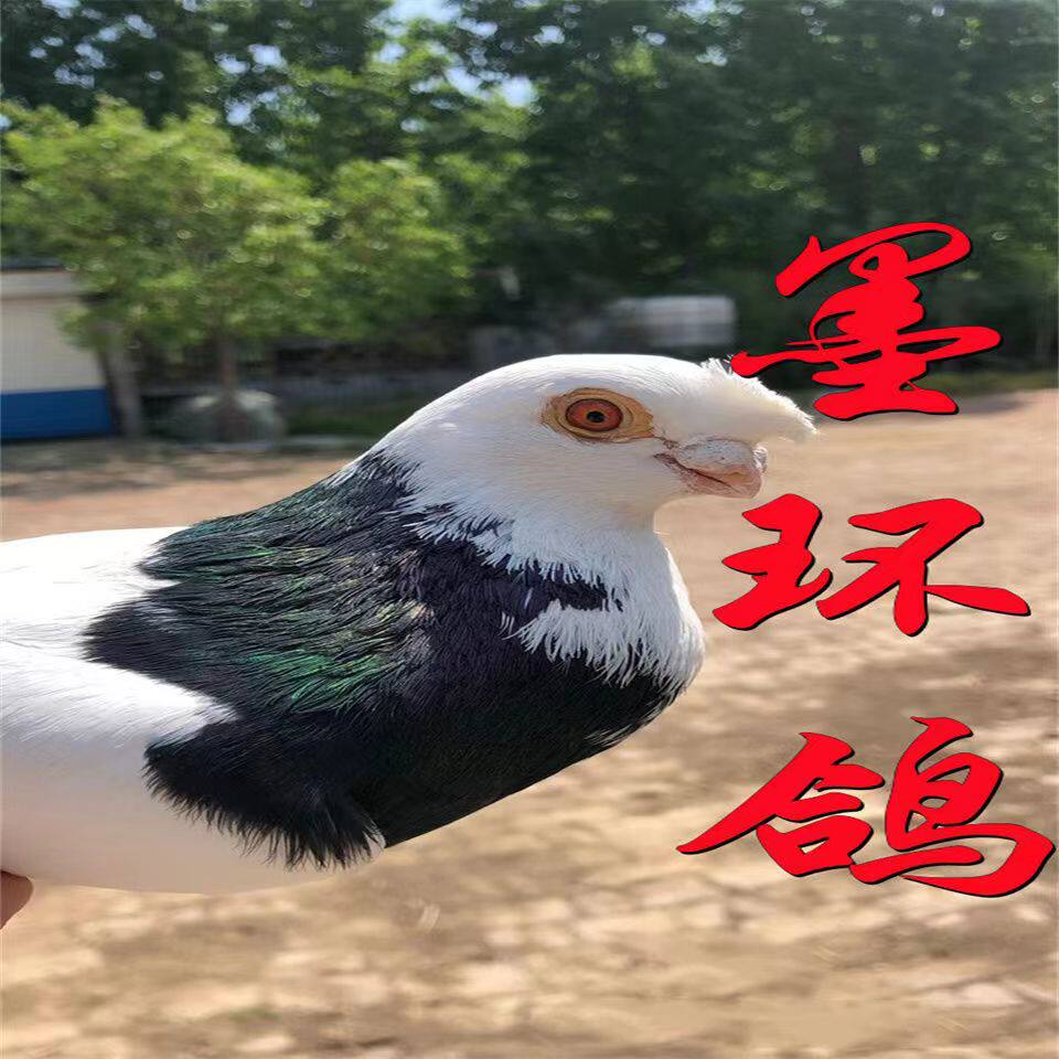 墨环观赏黑白观赏鸽新款鸽子单只成对可孵蛋宠物鸽墨环鸽一对包邮