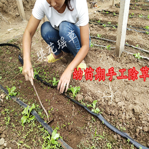 新鲜现摘非洲冰草冰菜冰叶冰花蔬菜沙拉火锅即食生吃多规格顺丰发 - 图2