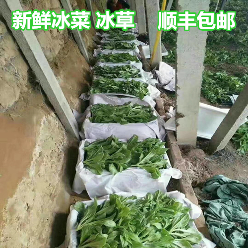 山东新鲜冰草蔬菜当季非洲花冰叶火锅即食生吃沙拉菜凉拌顺丰包邮 - 图3