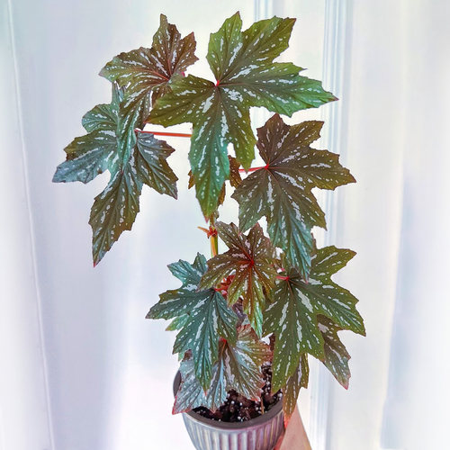 原种乌头杂秋海棠开花风铃兰娜苏菲室内客厅喜阴耐旱热带植物盆栽 - 图0