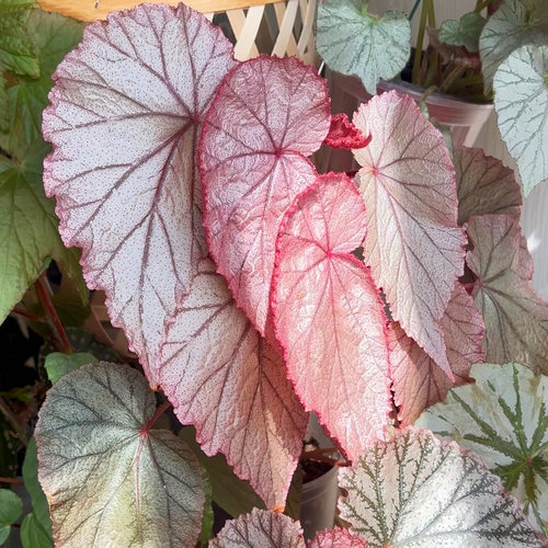 粉色系闪光银秋海棠珠光粉红豹辛巴达莫里斯红纹室内耐阴植物盆栽 - 图1