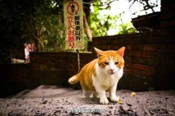 Stray cat feeding food bulk cat food stray cat cat food rescue ອາຫານແມວ ລາຄາພິເສດ ອາຫານ 500g, 5 ປອນ ສົ່ງຟຣີ