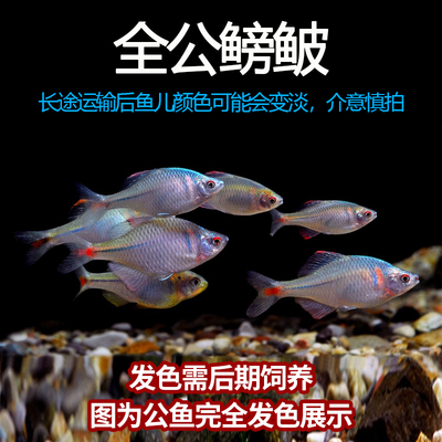 鳑鲏鱼观赏鱼冷水鱼原生鱼七彩旁皮鱼高体旁皮活体小型淡水鱼好养-图0