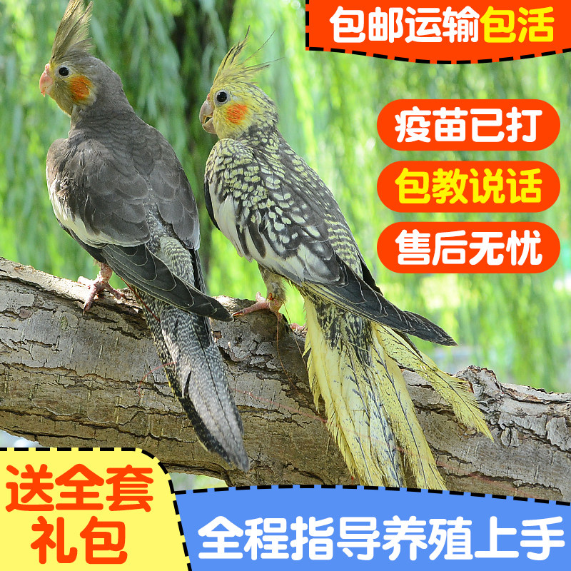 玄凤鹦鹉活体手养宠物会学说话黄化玄凤一对可繁殖鸟活物鹦鹉活鸟,淘宝优惠券,粉丝福利购,淘宝优惠卷