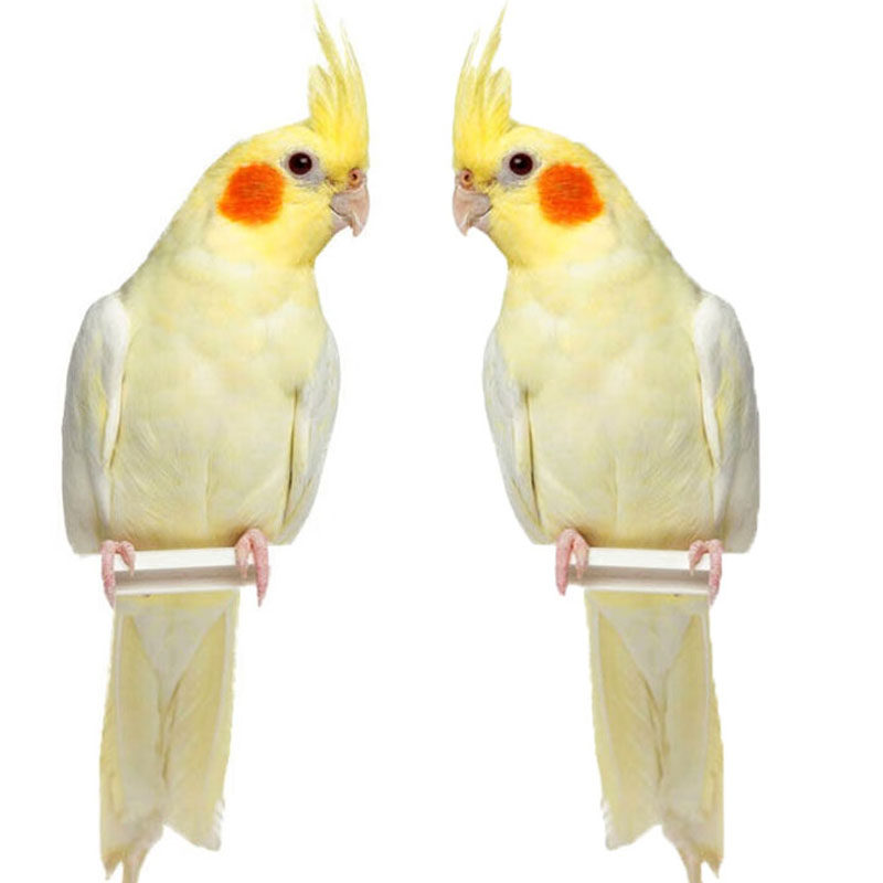 玄凤鹦鹉活鸟会学说话宠物黄化可繁殖活物活体纯手养断奶玄凤鹦鹉,淘宝优惠券,粉丝福利购,淘宝优惠卷