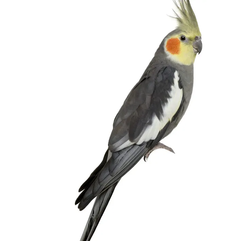 玄凤鹦鹉鸟活体观赏会学说话纯手养宠物可繁殖鸟亲人黄化玄凤鹦鹉,淘宝优惠券,粉丝福利购,淘宝优惠卷