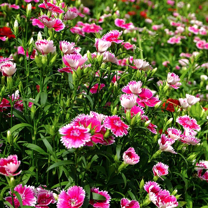 花种子美国石竹种籽多年生耐旱耐寒花卉常夏石竹阳台盆栽五彩石竹-图1