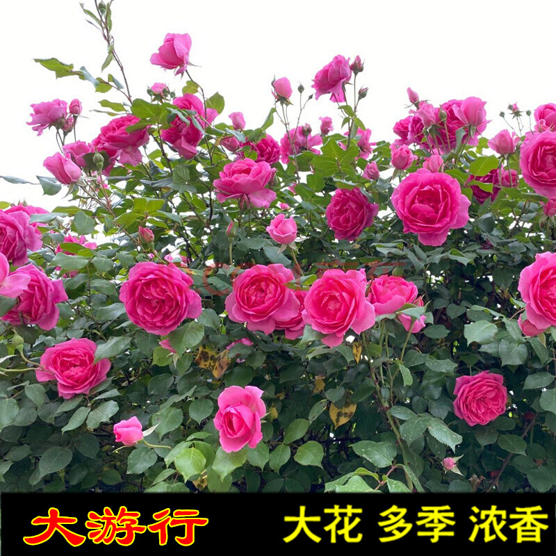 藤本多花蔷薇苗蔷薇花苗爬藤蔷薇欧月月季花别墅庭院阳台盆栽花卉 藤本多花蔷薇苗蔷薇花苗爬藤蔷薇欧月月季花别墅庭院阳台盆栽花卉