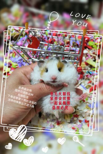 卷毛金丝熊稀有卷毛长毛熊活体已打疫苗仓鼠宠物活体卷毛金丝鼠 - 图0