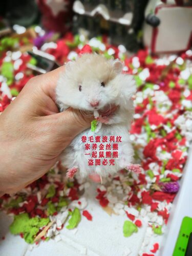 卷毛金丝熊稀有卷毛长毛熊活体已打疫苗仓鼠宠物活体卷毛金丝鼠 - 图2