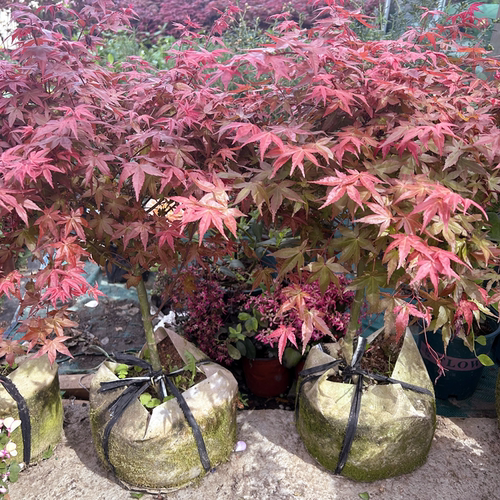 新品日本红枫景观彩叶色植物四季好养活室内桌面盆栽老桩耐寒树苗 - 图2