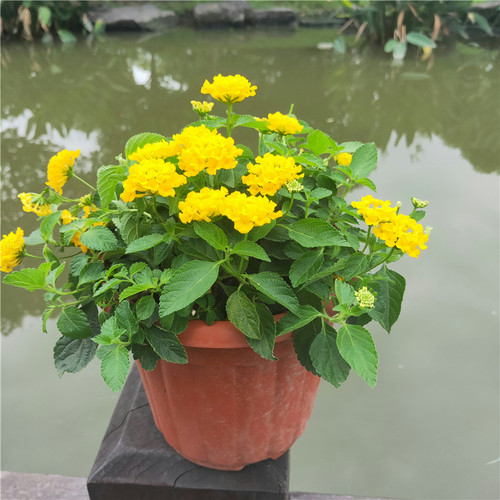 五色梅彩花四季盆栽老桩大苗包邮马缨丹耐寒热好养植物期长久绿植 - 图1