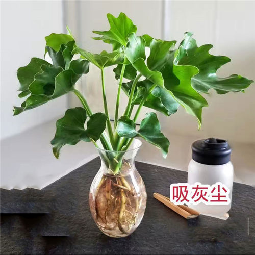 包邮春羽室内盆栽绿植北欧风麒麟尾植物好养活吸甲醛净化空气办公 - 图0