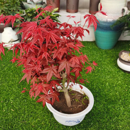新品日本红枫景观彩叶色植物四季好养活室内桌面盆栽老桩耐寒树苗 - 图0