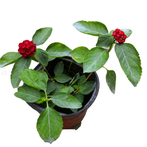 五色梅彩花四季盆栽老桩大苗包邮马缨丹耐寒热好养植物期长久绿植 - 图3