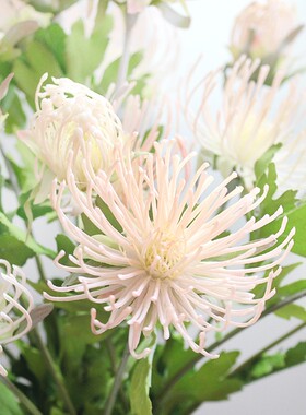 塑料蟹爪菊婚庆影楼软装手捧花