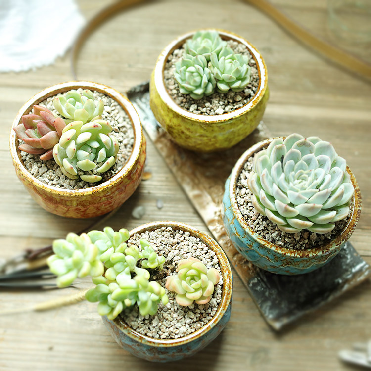 新款窑变多肉植物花盆陶瓷创意粗陶个性家用室内简约透气花盆特价,淘宝优惠券,粉丝福利购,淘宝优惠卷