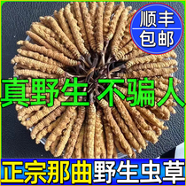 (fake one-to-lose ten) True Tibet naven wild aweto caterpillar fungus Caterpillar Fungus 10 gr caterpillar fungus dried goods