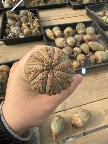 欧系布纹球满绣精品大尺寸巨无霸9.6cm老家布纹球潮流块根植物 - 图1