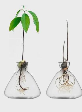 创意玻璃瓶水培植物容器绿萝养花小花瓶干花插花客厅摆件装饰花盆