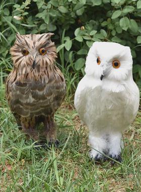 真羽毛仿真猫头鹰静态动物模型羽毛标本摆件摄影道具家居商场摆件