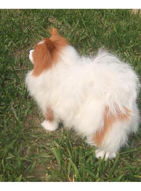 厂家现货仿真狗家居摆件创意桌面装饰品蝴蝶犬模型博美犬