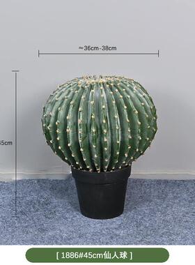 仿真仙人掌仙人柱球热带沙漠植物店铺橱窗装饰绿植盆栽摆件摩洛哥