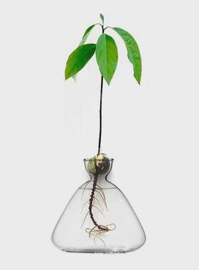 创意玻璃瓶水培植物容器绿萝养花小花瓶干花插花客厅摆件装饰花盆