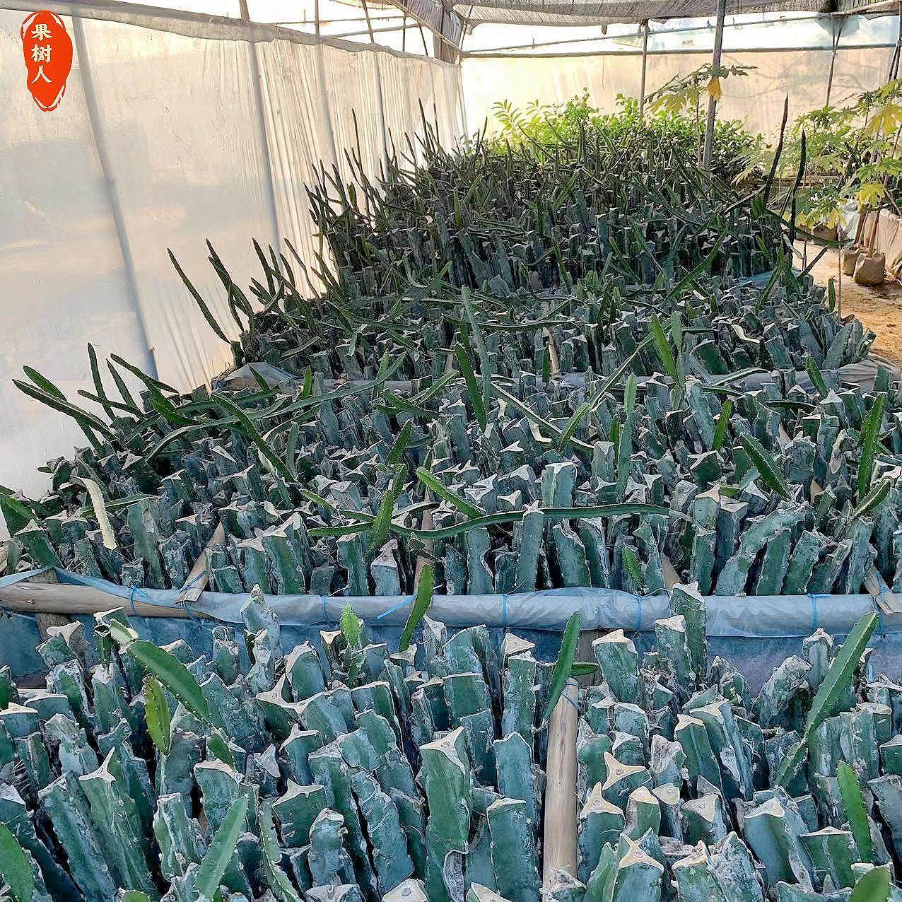 红心火龙果苗庭院盆栽地栽金都桂红燕窝黄皮无刺火龙果树苗带根,淘宝优惠券,粉丝福利购,淘宝优惠卷