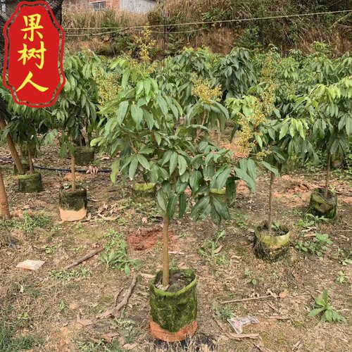 【荔枝果树苗】各种优质荔枝品种嫁接苗花园庭院楼顶阳台盆栽地栽 - 图1