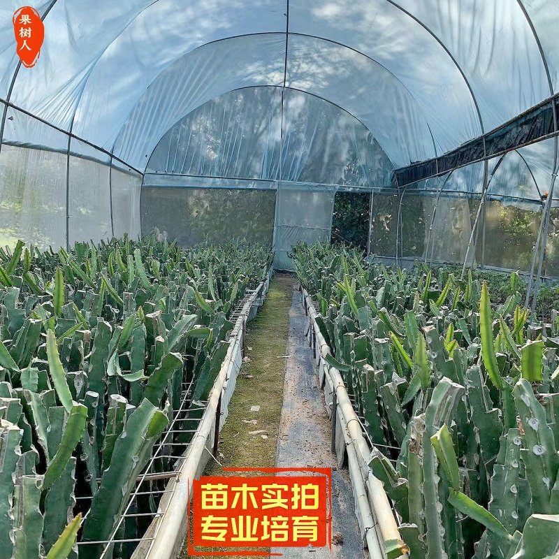 红心火龙果苗庭院盆栽地栽金都桂红燕窝黄皮无刺火龙果树苗带根,淘宝优惠券,粉丝福利购,淘宝优惠卷