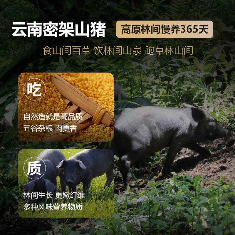 云南密架山猪有机猪肉土猪肉放养黑毛猪排骨肋排1kg新鲜小排骨-图1