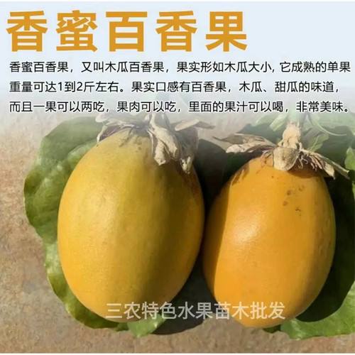 新品大果香蜜木瓜黄金百香果苗台湾改良百香果苗四季盆栽当年结果 - 图1