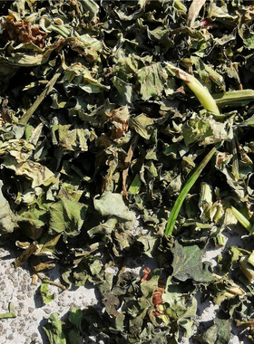 薯藤干茶食用吐泻乳汁不通痈疮