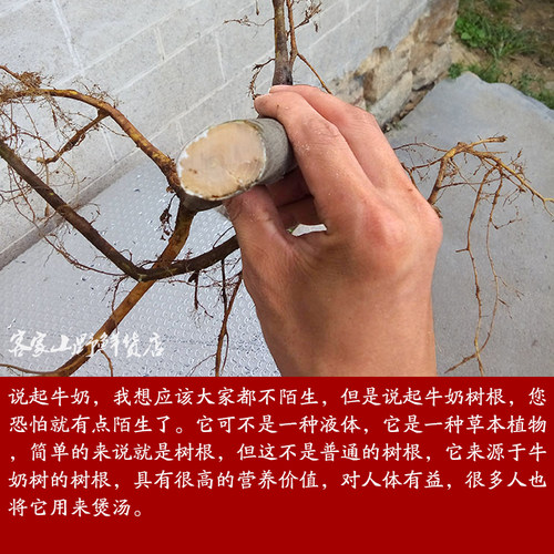 客家野生白花牛奶根煲汤料广东老火靓汤牛乳树根炖汤煲汤1斤包邮 - 图1