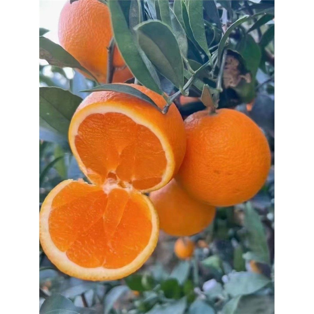 礼盒自家果园重庆巫山曲尺恋橙子纽荷尔带叶现摘新鲜脐橙,淘宝优惠券,粉丝福利购,淘宝优惠卷