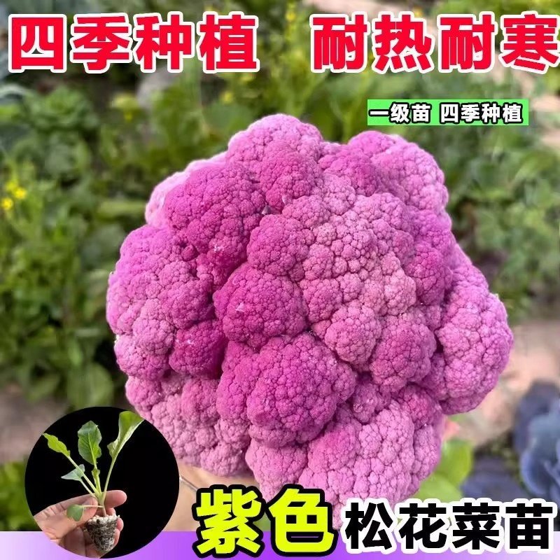 紫花菜秧苗带土发货特色花椰菜西蓝花苗春秋四季菜花阳台蔬菜苗,淘宝优惠券,粉丝福利购,淘宝优惠卷