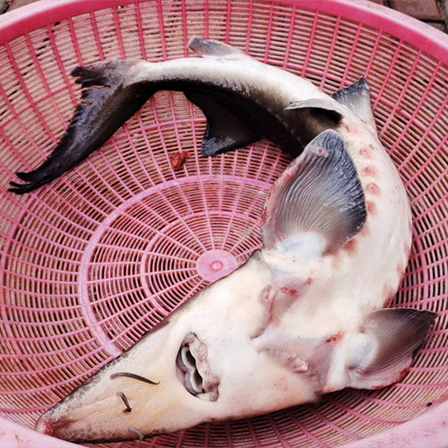 鲟鱼黑龙江抚远特产龙鱼鳇鱼整条鲜活速冻东北黄鱼肉食用水产大鱼 - 图2