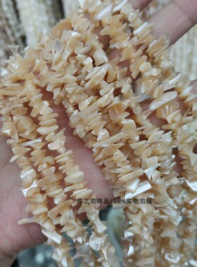 diy贝壳碎石黄色不规则马蹄螺