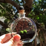 Маримо -парфюмерная бутылка бутылка из морских водорослей мяч микроалкологический экологический экологический стеклянный стеклянный бутылка гидропонная растение на рабочем столе творческий подарок