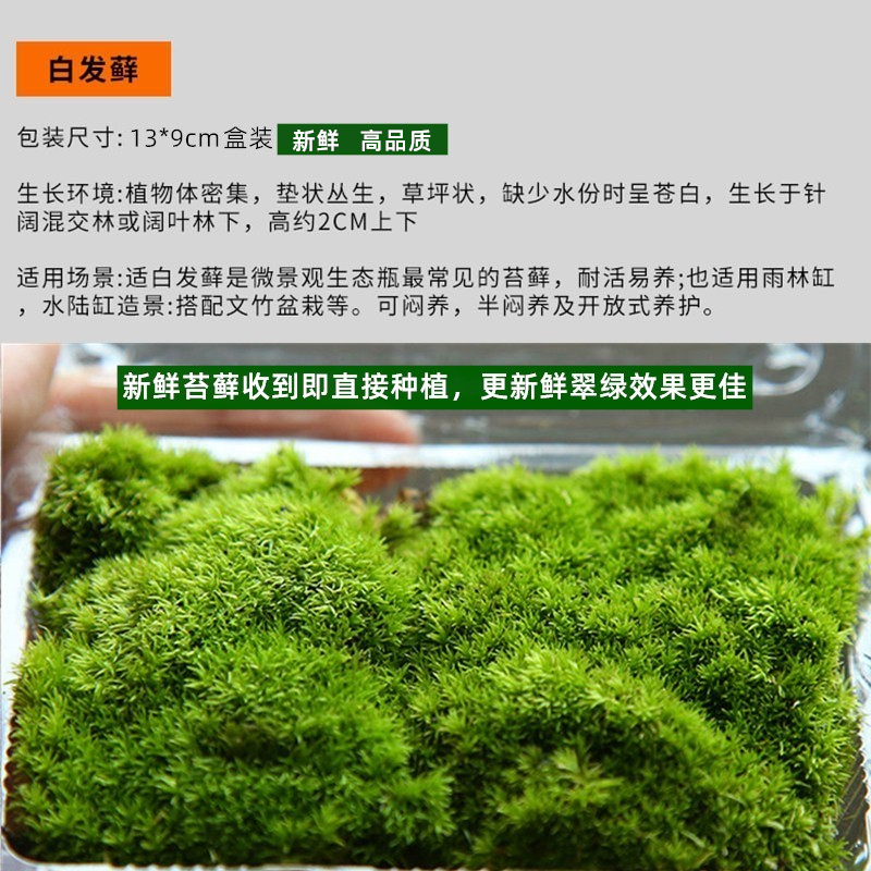 鲜活苔藓 苔藓微景观生态瓶白假山盆栽创意迷你植物diy材料水陆缸 - 图0