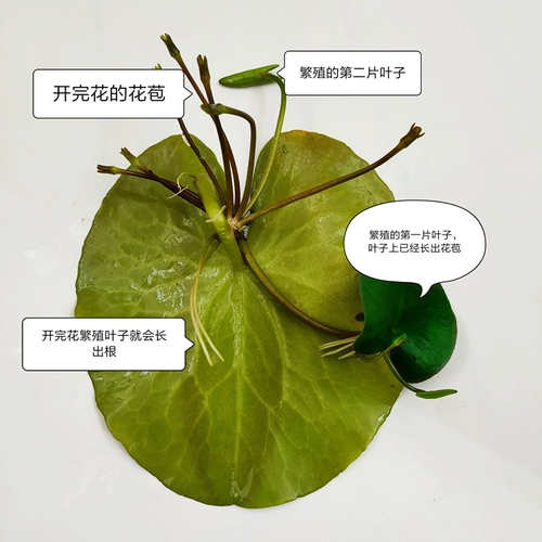 Один -линейная лотосная миска с лотосным гидропонным растением.