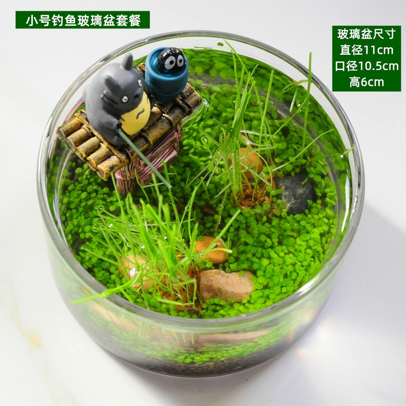 小猫钓鱼水培植物微景观生态瓶办公室小盆栽创意DIY小鱼缸浮萍-图2